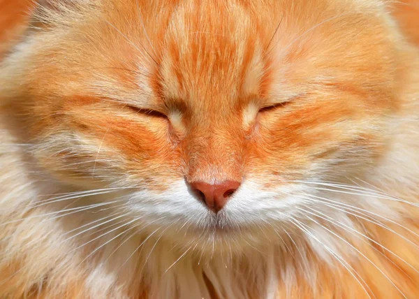 Fluffy red cat — Stock Photo, Image