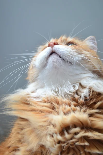 무성 한 빨간 고양이 — 스톡 사진