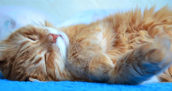 Gato vermelho fofo — Fotografia de Stock