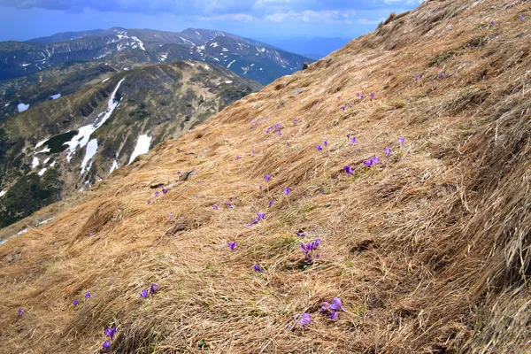 Hillside — Stock Photo, Image