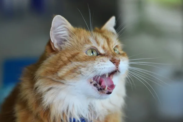 Gato rojo esponjoso — Foto de Stock