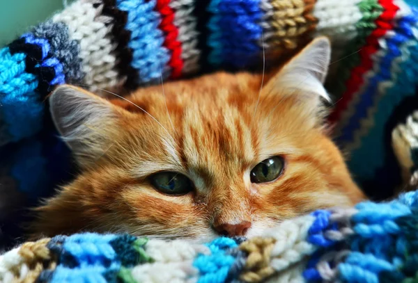 Gato vermelho engraçado — Fotografia de Stock