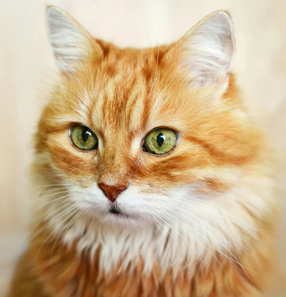 Retrato de gato vermelho. — Fotografia de Stock