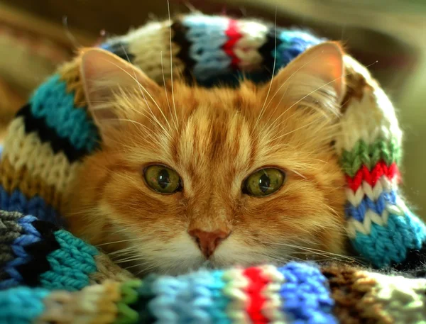 Pisică roșie amuzantă — Fotografie, imagine de stoc