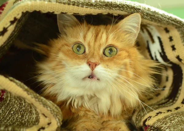 Gato rojo divertido — Foto de Stock