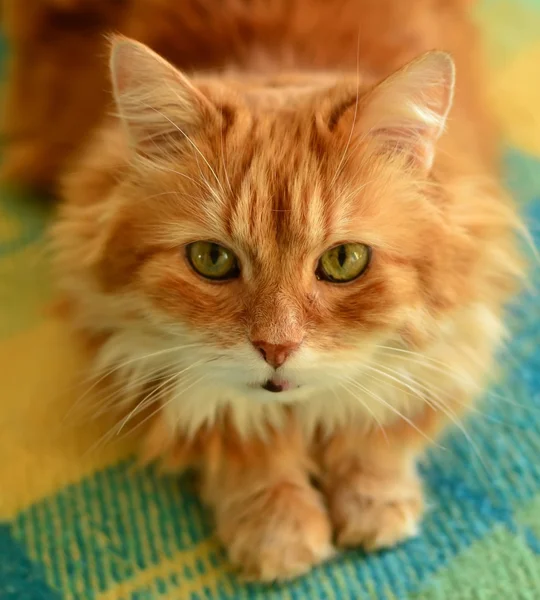 Fluffiga röda katt. — Stockfoto