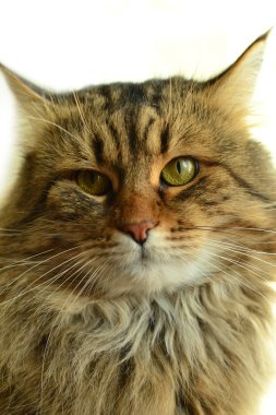 Güzel bir kedi portresi.