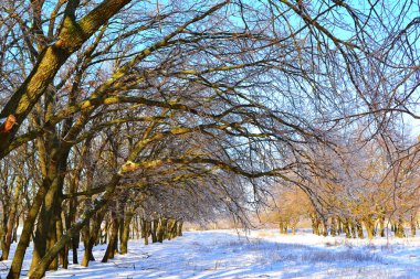 Güzel kış manzarası.