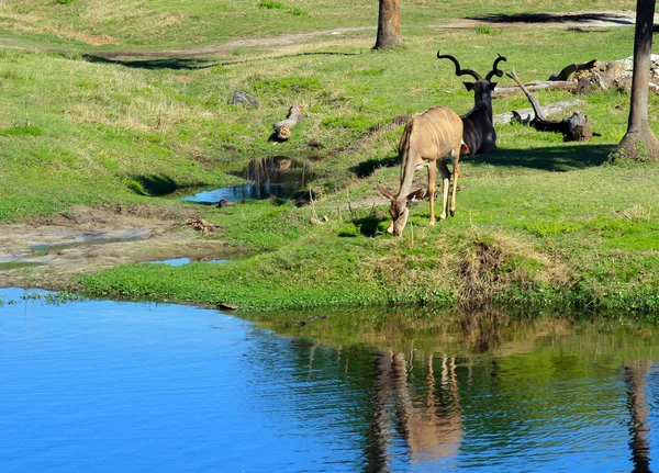Красивий коричневий антилопи — стокове фото