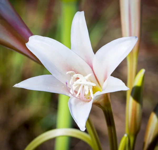 Orange River Lily