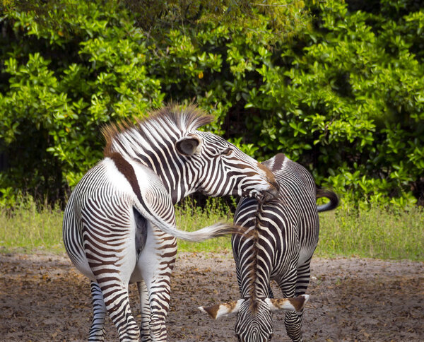 Beautiful Zebra, tenderly grooming their partner