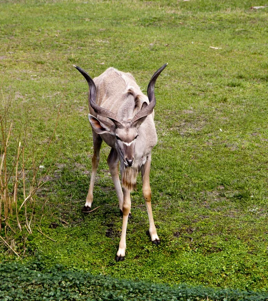 Beautiful Gazelle with large horns — Stock Photo, Image