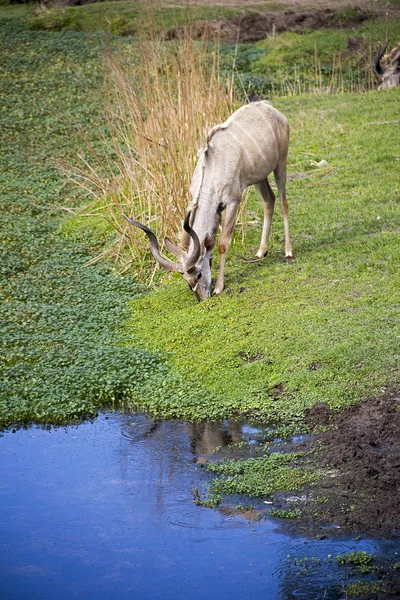 Hermosa gacela con cuernos grandes — Foto de Stock