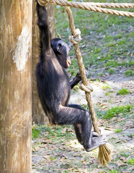 Mono bebé en un columpio de cuerda — Foto de Stock