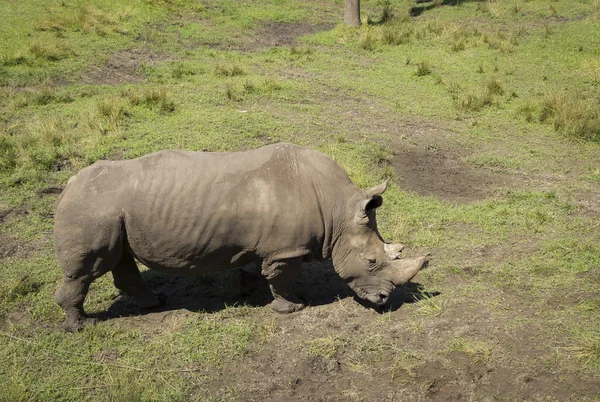 Rhinocersos pastando en la hierba — Foto de Stock