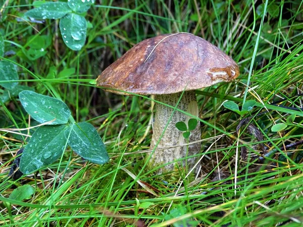 Boletus Edulis Con Gocce Rugiada — Foto Stock