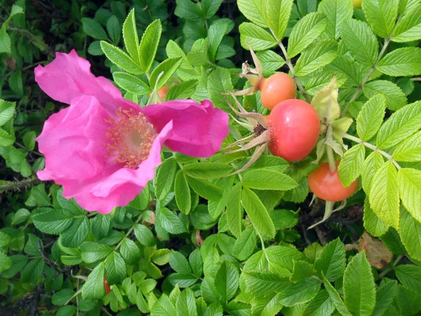 Bush Bright Pink Rose Hips — Stock Photo, Image