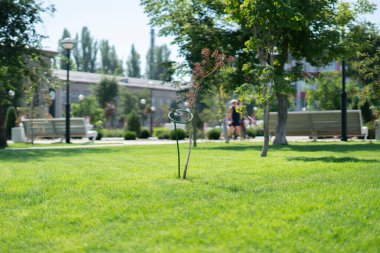 Yeni ağaçtan filizlenen küçük bir tomurcuk, halk parkında bitki yetiştiriyor.