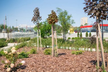 Yeni ağaçtan filizlenen küçük bir tomurcuk, halk parkında bitki yetiştiriyor.