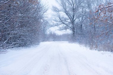 Güzel manzara, ormandaki karlı yol ağaçların arasında, kış mevsimi