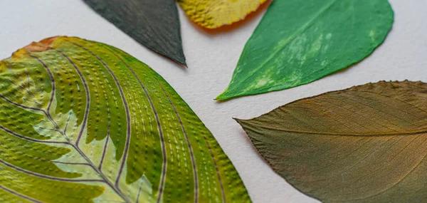 Różne Liści Płaskie Lay Makro Tekstury Natura Jesień Koncepcja — Zdjęcie stockowe