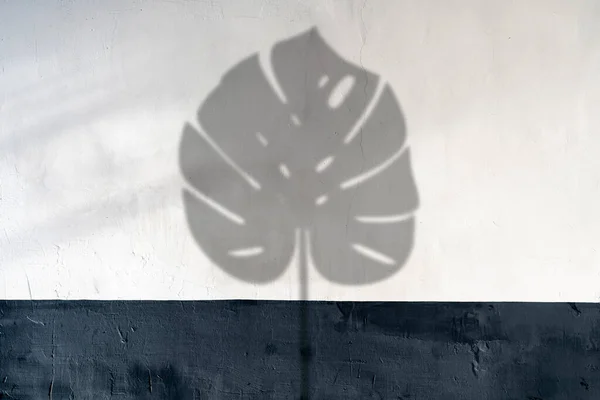 Uma planta monstera deixa sombras no fundo da parede, conceito mínimo de decoração tropical — Fotografia de Stock
