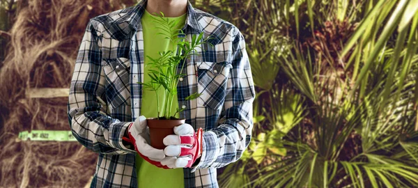 Una persona sosteniendo un pequeño brote de la planta en la olla, cuidado de la vida joven —  Fotos de Stock