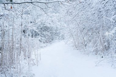 Soyut kar kış ormanı soğuk, dondurucu hava. Kar altındaki ağaçlar
