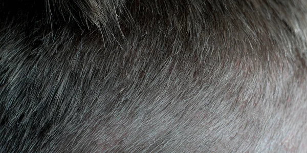 A macro view of human male head hair — Stockfoto