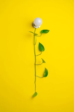 Çevre dostu bir güç kaynağı, ampul ve yapraklı yeşil dal, güvenli ekoloji.