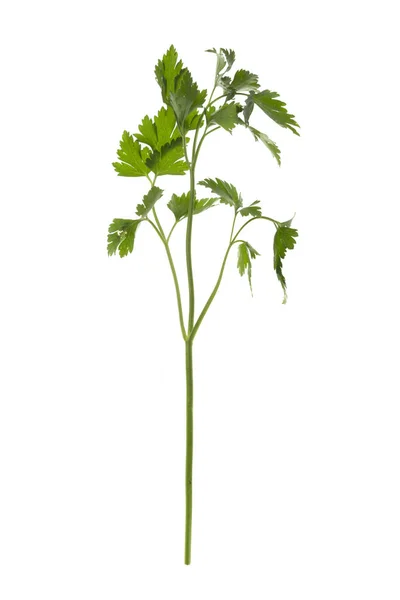 A fresh bunch of parsley green isolated on white background — Stockfoto