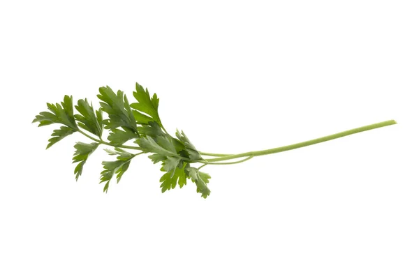 Um bando fresco de salsa verde isolado no fundo branco — Fotografia de Stock