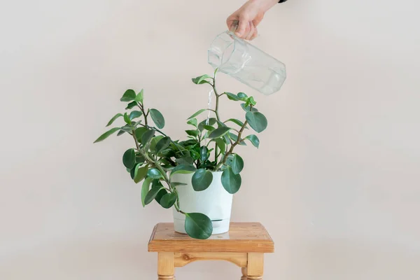 The pour water in the home flower plant, housework and domestic care inside — Stok Foto