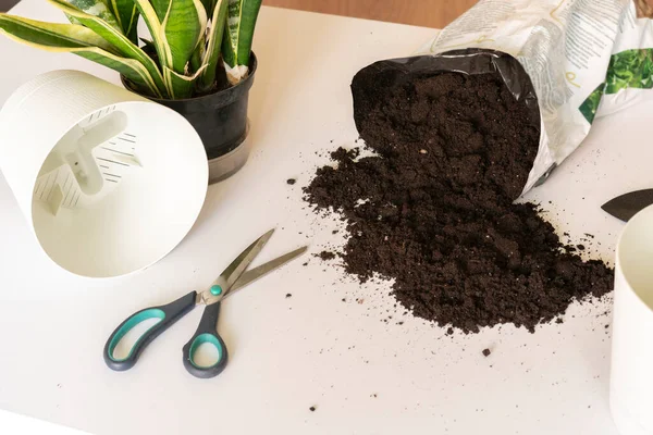 Una vista superior del paquete de tierra para plantar flores caseras sobre la mesa —  Fotos de Stock