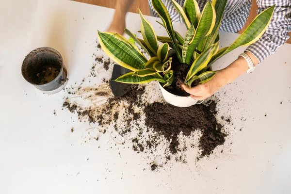 La femme mains tenant une plante et le mettre dans le pot, concept de passion passe-temps — Photo