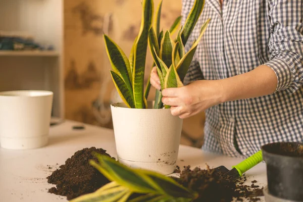 Las manos de la mujer plantando la planta de serpiente en la olla en casa. Dracaena trifasciata o árbol suculento —  Fotos de Stock