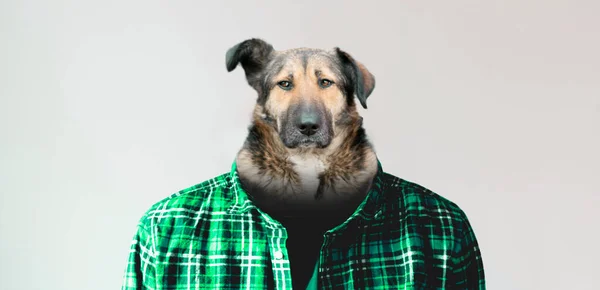 Hond hoofd in het menselijk lichaam, eenvoudige dier creatief concept geïsoleerd op kleurrijke achtergrond — Stockfoto