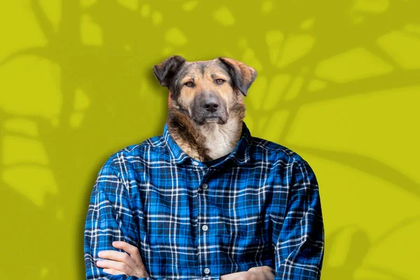 Hund huvud i människokroppen, enkel djur kreativ koncept isolerad på färgglada bakgrund — Stockfoto