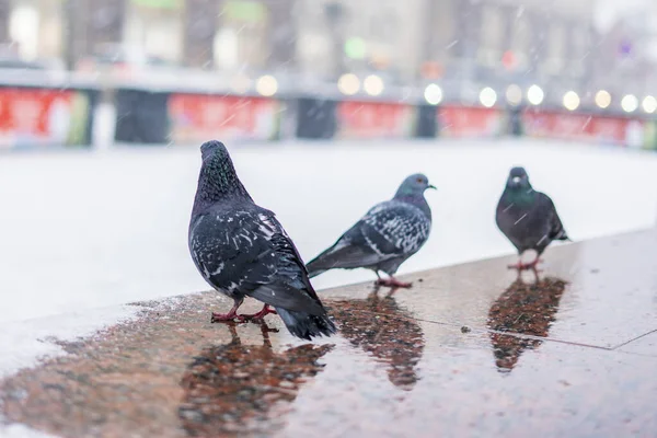 勇敢的鸽子在冬季第2季在城市生存 — 图库照片