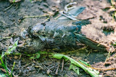 Üzerinde sinekler olan ölü siyah kuş, çevre kirliliği ve sorun konsepti