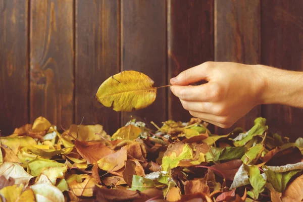 Hand hält ein auf den Boden gefallenes farbenfrohes Herbstblatt Stockbild