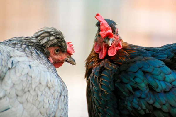 Gros plan photo de coq domestique ou de poulet dans le zoo, oiseaux de bétail — Photo