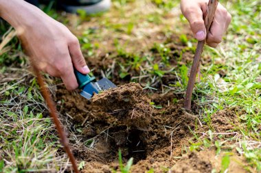 Bahçıvan bitkisinin B topraklarındaki üzüm dalını kapatın.