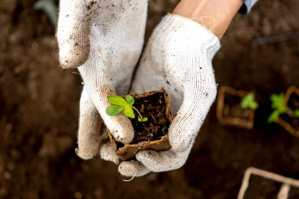 Top view of gardener hold small seedling in a paper pot b — Stok Foto