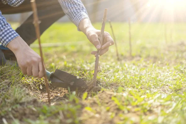 Gros plan jardinier plante raisin branche dans le sol b — Photo