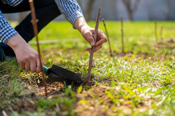 Primer plano jardinero planta uvas rama en el suelo b — Foto de Stock
