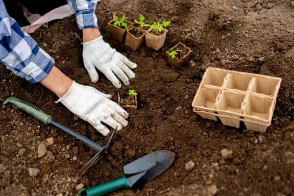 Top view of a gardender plant small sapling in the ground b — Stok Foto