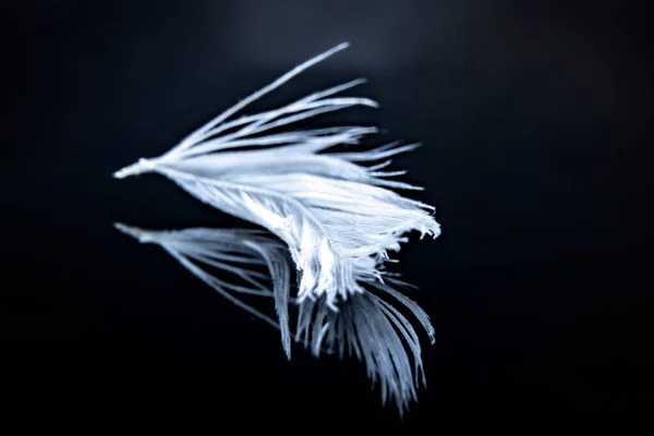 close up single feather on black surface b