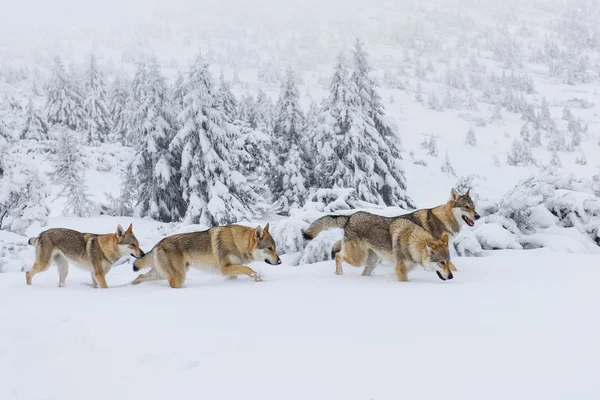 Lobos en la nieve — Foto de Stock