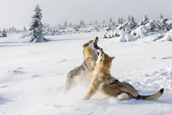 Lobos en la nieve Imagen de stock